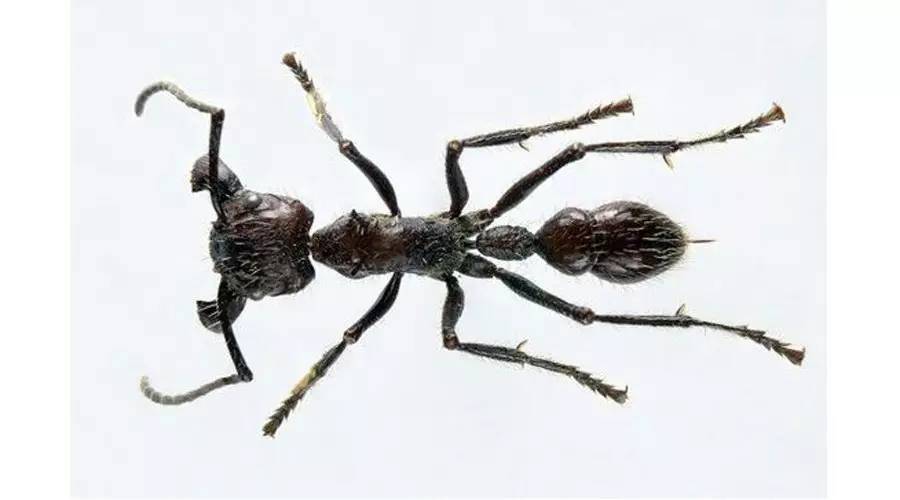 海淘天价蚂蚁｜万一被咬剧烈疼痛，就像赤脚走在火炭上、铁钉扎入脚后跟！