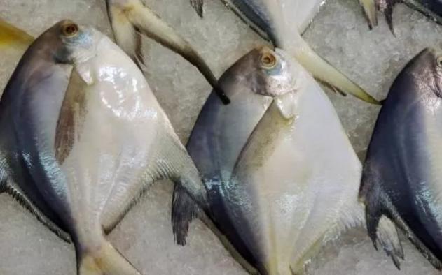 白鲳鱼什么时间肥美,东海鲳鱼什么季节最肥美