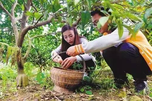 致富5秒卖4万土鸡蛋直播卖货是秀还是未来？