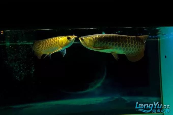 一招教你选龙鱼,龙鱼饲养经验交流