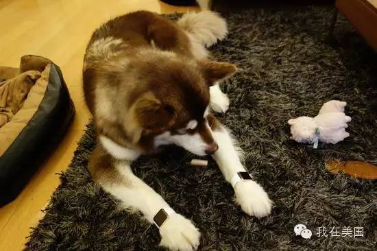 王思聪自曝女友为其堕胎又火了,但外媒只关心老公最宠的那个网红