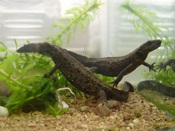 蝾螈养护,蝾螈的正确养殖方法