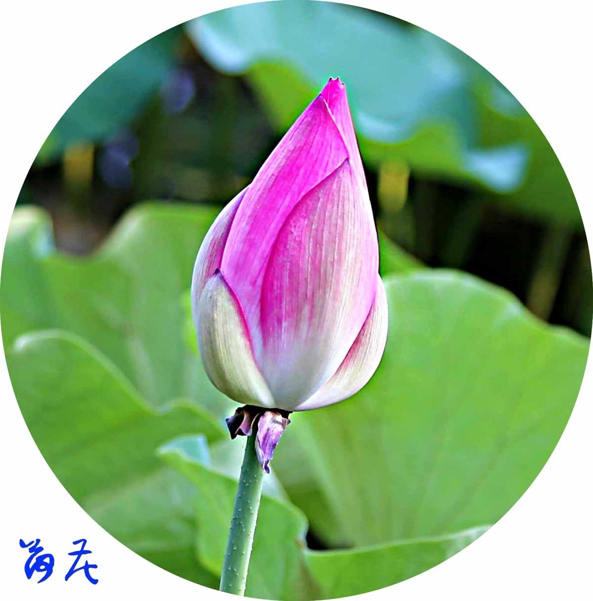 睡莲和荷花的区别在哪,睡莲与荷花有什么区别和联系