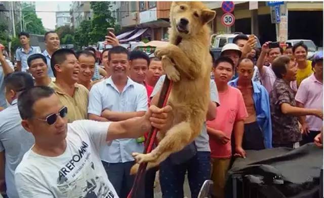 狗肉多大的才好吃,狗肉各地吃法介绍