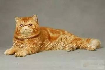 趣说猫历史|原来所有猫咪中性格最好的是你呀！