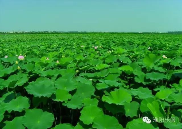 淮阳:书记倾情抒淮阳,陈风楚韵荷花香!