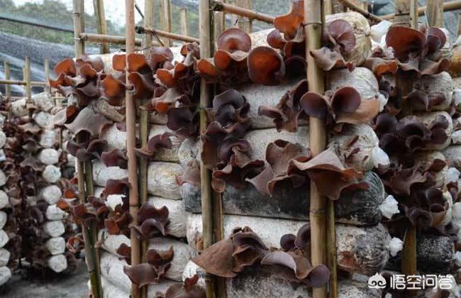食用菌种植技术和利润,食用菌种植致富技术视频