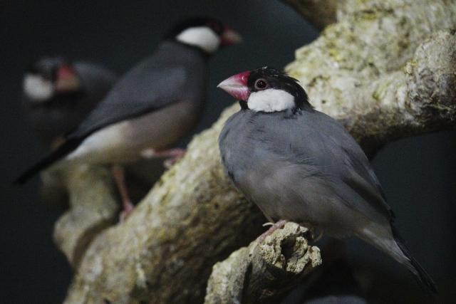 大变焦索尼黑卡,索尼黑卡rx10入门教程和拍照技巧