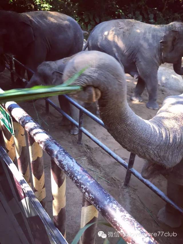 一日游广州长隆野生动物园攻略,广州长隆野生动物园自由行攻略