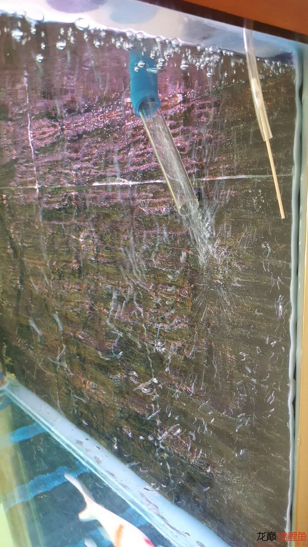 子母生态缸丨庭院深，深，深几许？