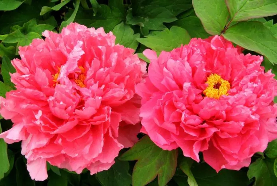 汉字的读音之美,汉字美的偏旁