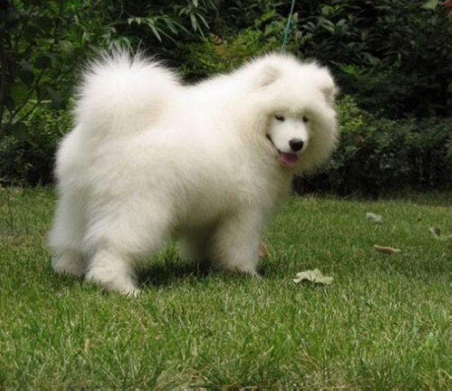 萨摩耶最容易得的几种病,萨摩耶的常见疾病有哪些