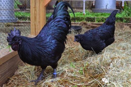 土豆每500克3元买2千克要多少钱,土豆每公斤107元