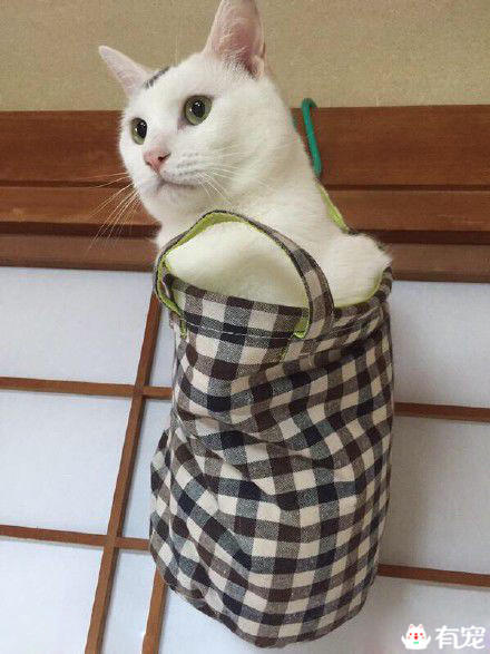 猫咪偷电怎么办 (猫咪偷电)