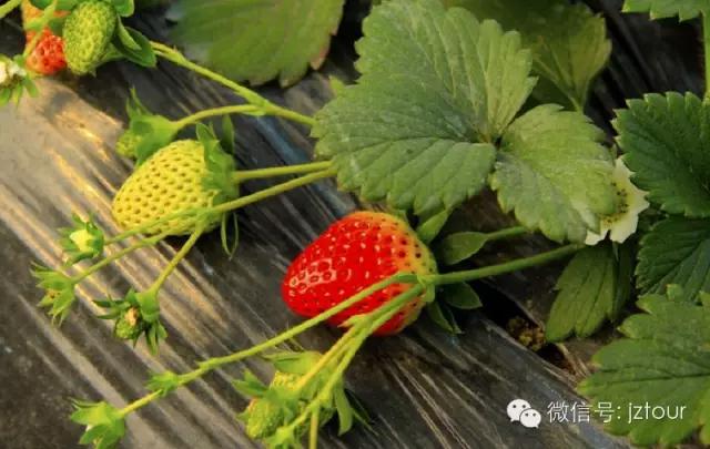 全国十大草莓节,草莓文化节开幕式