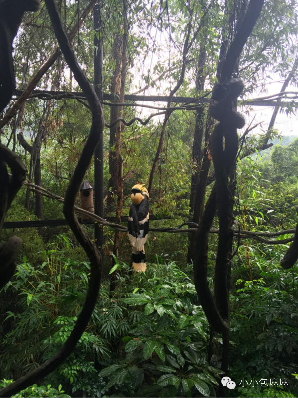 珠海长隆动物园游记,游记长隆动物园