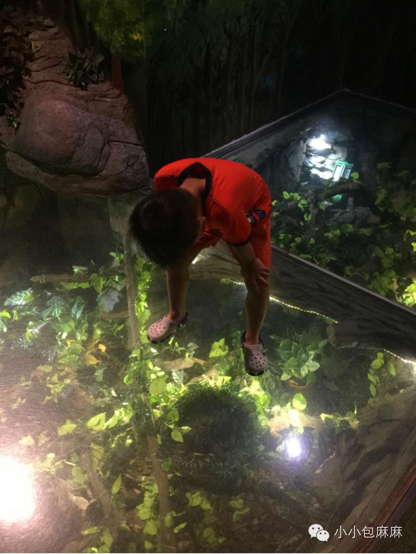 广州长隆动物园一日游攻略,长隆动物园和海洋公园哪个值得去