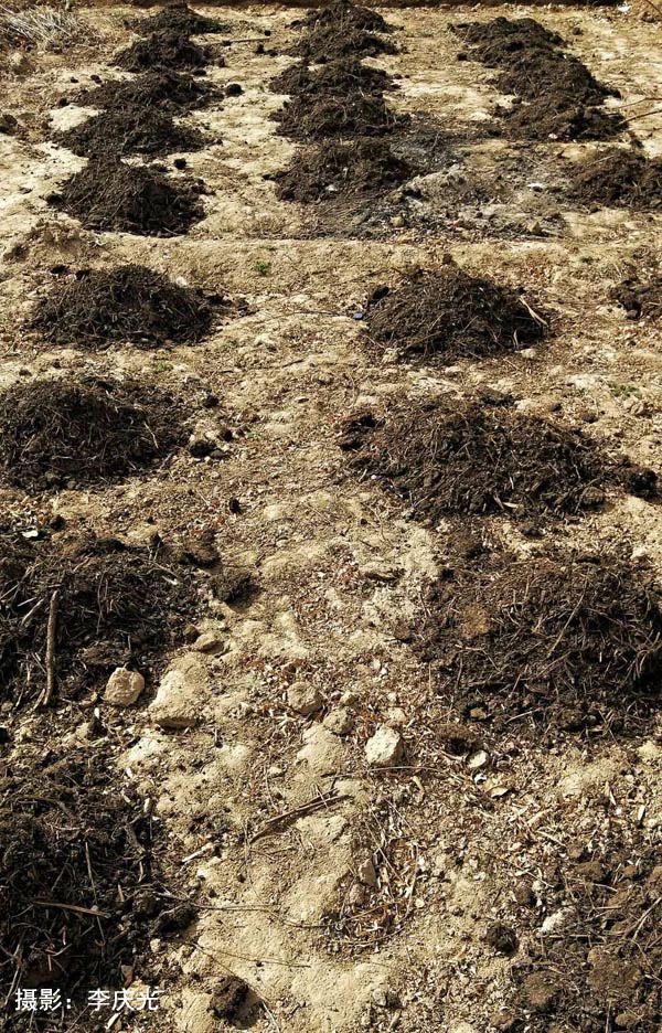 磴口的华莱士哪里有卖,天下第一瓜只有在磴口能吃上