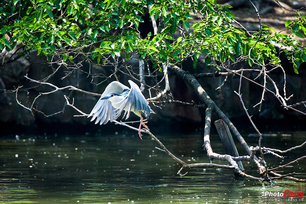 尼康180-400定焦镜头评测,尼康超长焦100-400和180-600