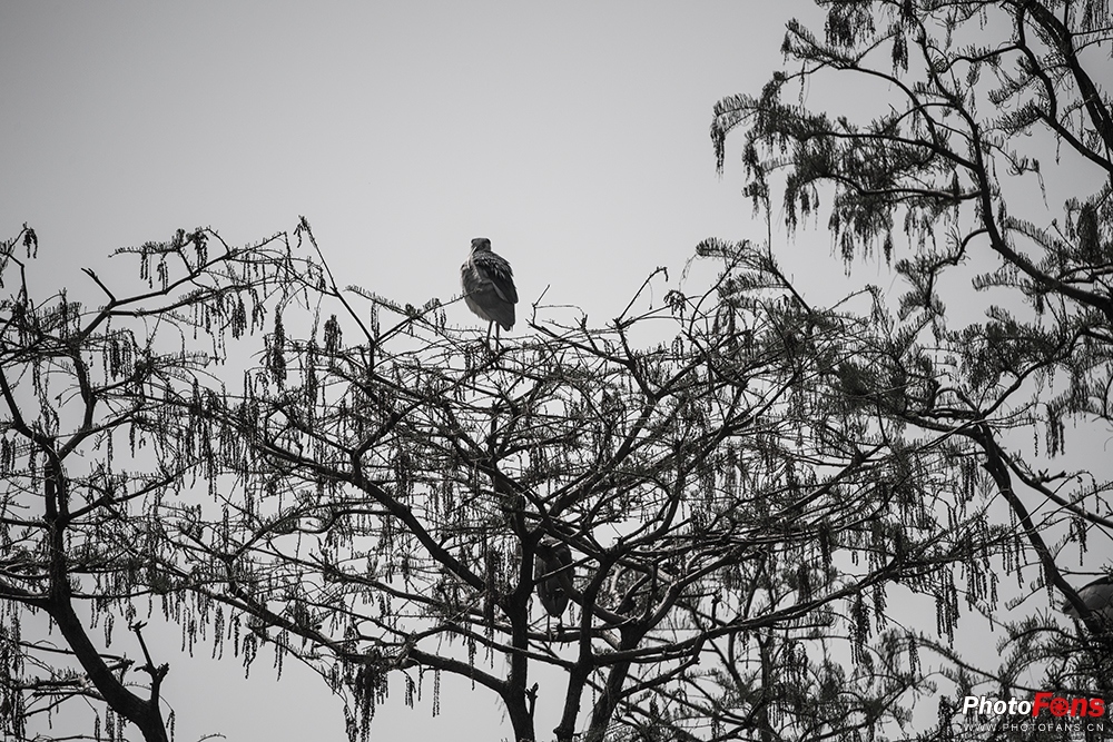 尼康180-400定焦镜头评测,尼康超长焦100-400和180-600
