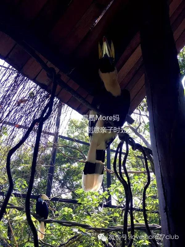 一日游广州长隆野生动物园攻略,广州长隆野生动物园自由行攻略