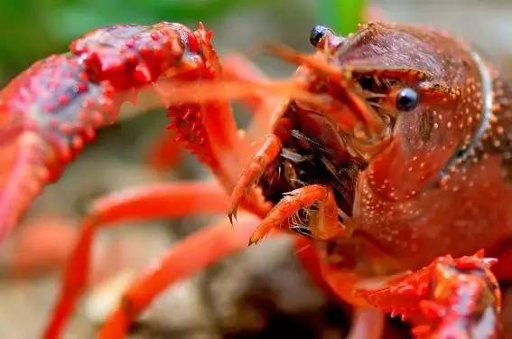 怎么样吃小龙虾才不过敏,怎样吃小龙虾最安全