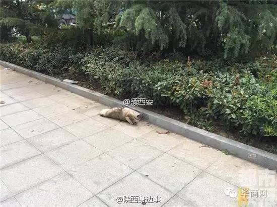 西安一草丛里发现弃婴留有奶粉,路边草丛里惊现死婴儿