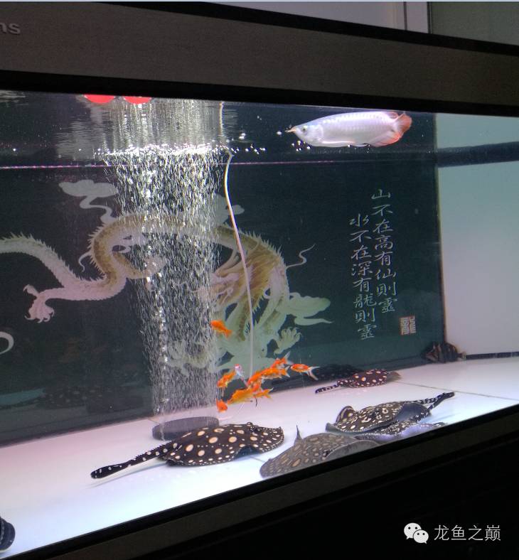 慢慢爱上养鱼,年纪到了爱上养鱼