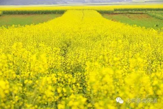 沈阳好玩的地方夏天推荐,沈阳夏天旅游推荐
