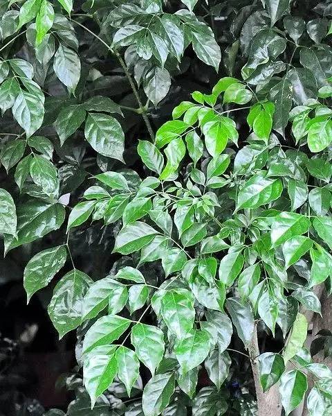 绿宝室内养殖叶子慢慢发黄,绿宝在北方的养殖方法