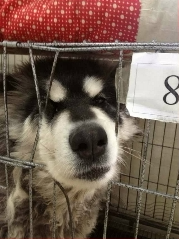 纯种狗的悲哀完整视频,纯种狗的悲哀纪录片资源