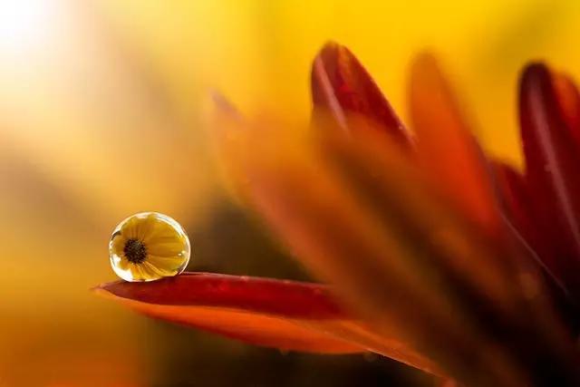 这些镜头里的花，让我瞬间变“花痴”