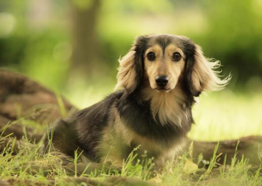 潮湿的环境对狗有影响吗,潮湿环境对狗狗的影响