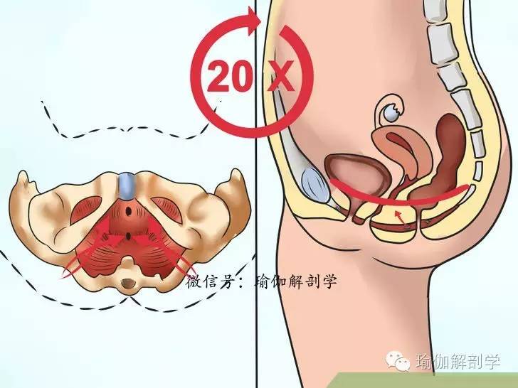 pc肌和骨盆底肌,pc肌训练增强pc肌
