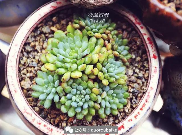 肉肉养在露台夏季要遮阳吗,露养夏天也不遮阳吗