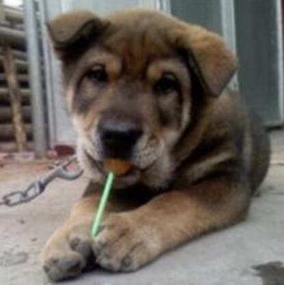 狗狗吃糖吃多了会上火吗,狗狗吃糖会怎样