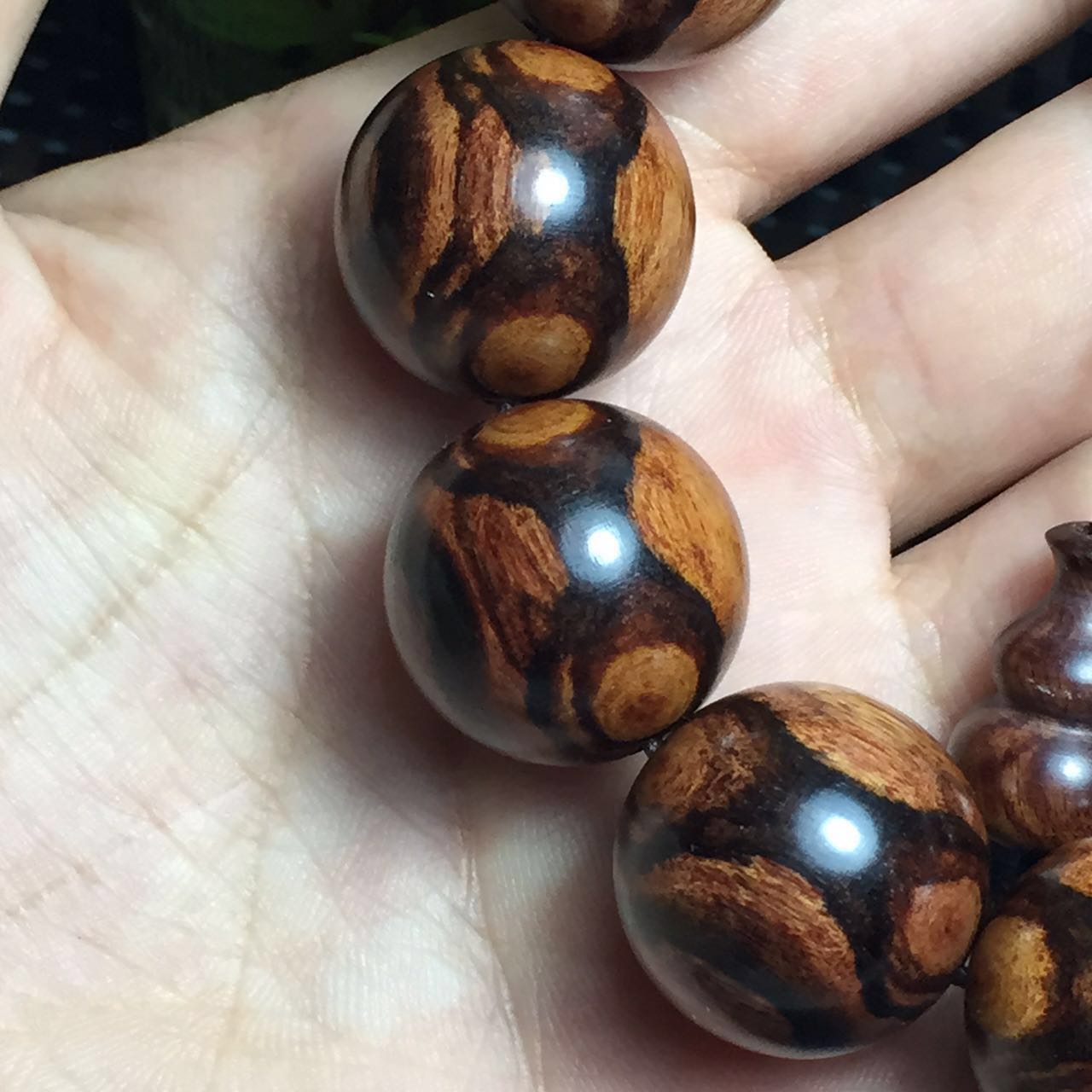 紫檀柳与海黄,紫檀柳对比海黄