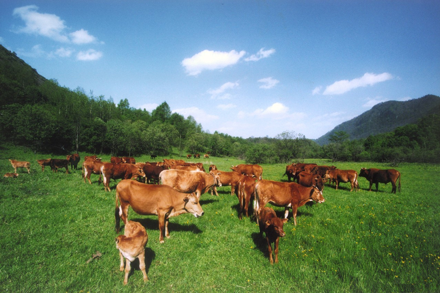 大美世外桃源香格里拉,关于西安香格里拉