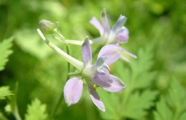 13种寓意最好的花,盆栽开紫色花的花卉有哪些