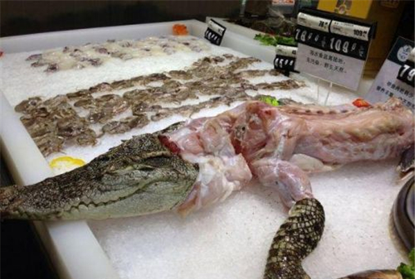 盘点鳄鱼的六大天敌都有哪个,盘点鳄鱼的十大天敌