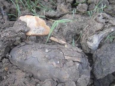 东方神木乌木金丝楠,东方神木乌木馆