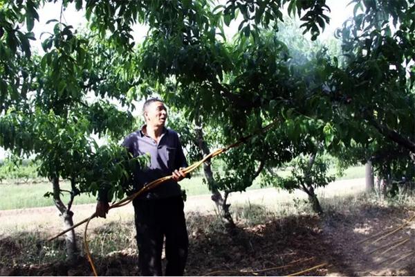万荣油桃“国际化”的“前世今生”