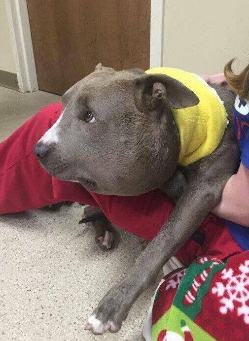 狗狗被蜇,狗狗疑似被蜜蜂蛰成球肿成馒头