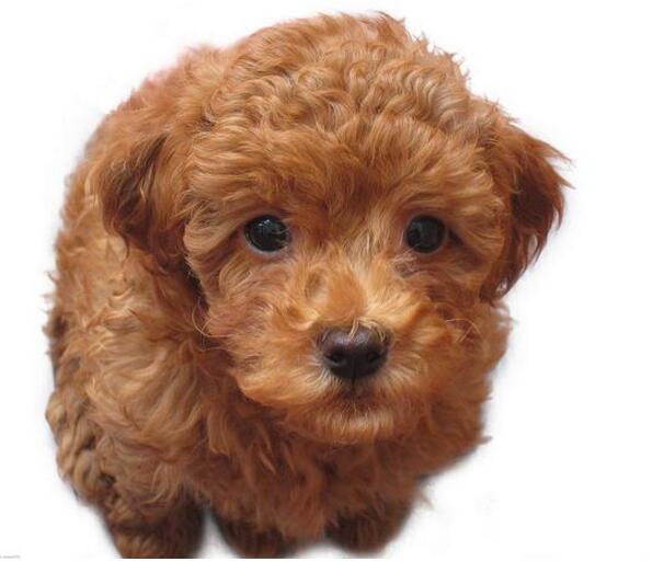 我们如何正确的给狗狗清理肛门腺?