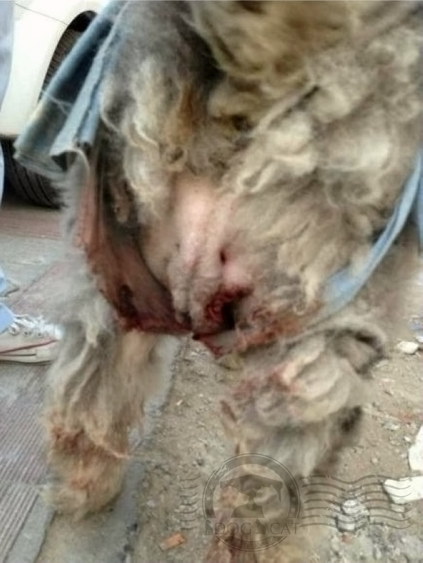 纯种狗的悲哀完整视频,纯种狗的悲哀纪录片资源