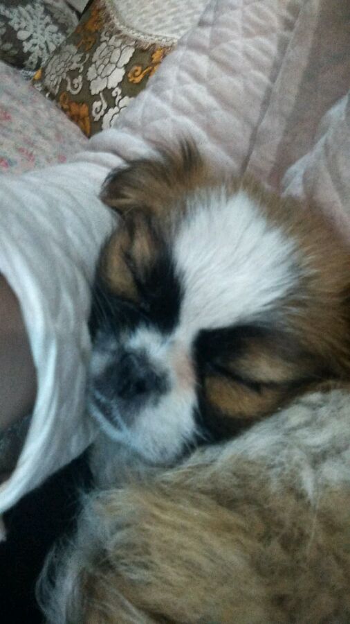 狗狗偷吃垃圾被主人骂,狗狗乱捡垃圾吃