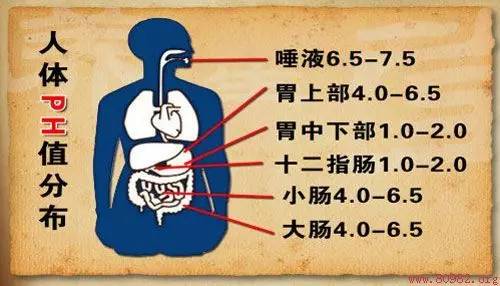 吃海带生男孩还是女孩,吃海带会生女儿还是儿子的概率大