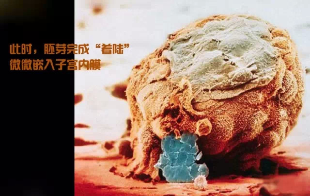 造人计划之前必须要做的几件事,造人是个很辛苦的事情