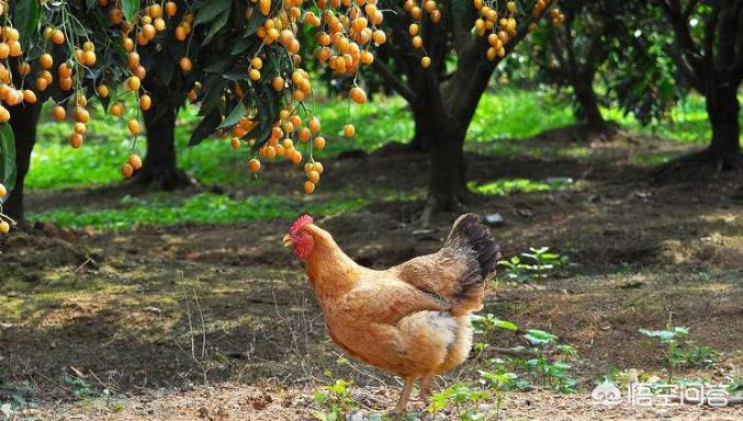 果树病虫害防治最好的办法,果树的种植与防治方法