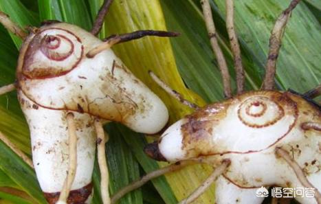 种一亩白芨要多少种苗,白芨种苗种植与栽培采用什么技术